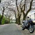 千ヶ瀬神社の桜並木
