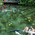 写真: モネの池２
