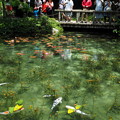 写真: モネの池１