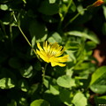 小さい黄色の花