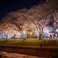 Photos: 舟川べりの夜桜