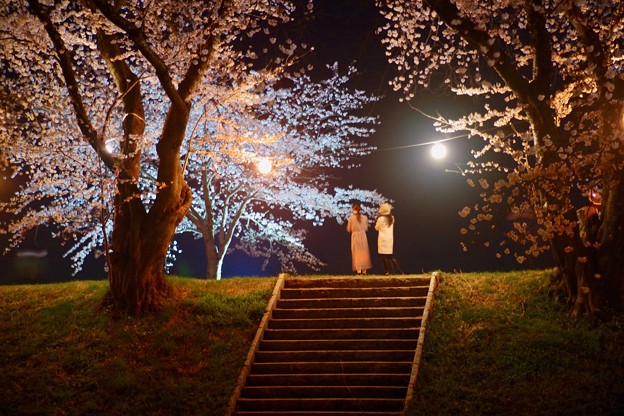 Photos: 夜桜を撮る人
