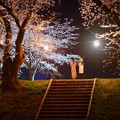 写真: 夜桜を撮る人