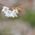 Photos: 春の朝