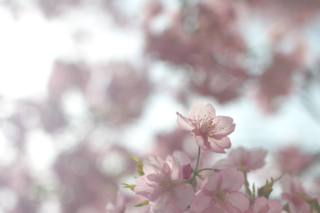 Photos: 春日和