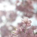 Photos: 春日和