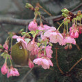 メジロさん　　河津桜の蜜を吸う