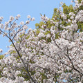 Photos: 桜満開　（４）　  　長池にて