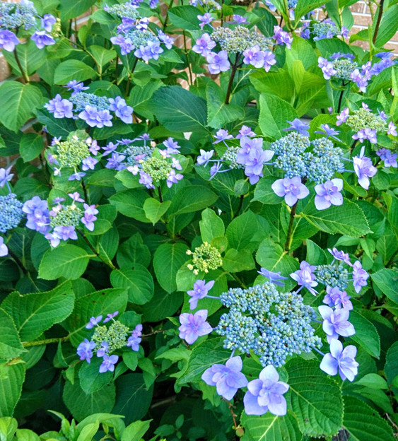 Photos: 紫陽花の花　（２）