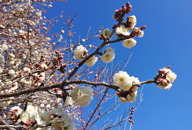 写真: 白梅の花　(2)