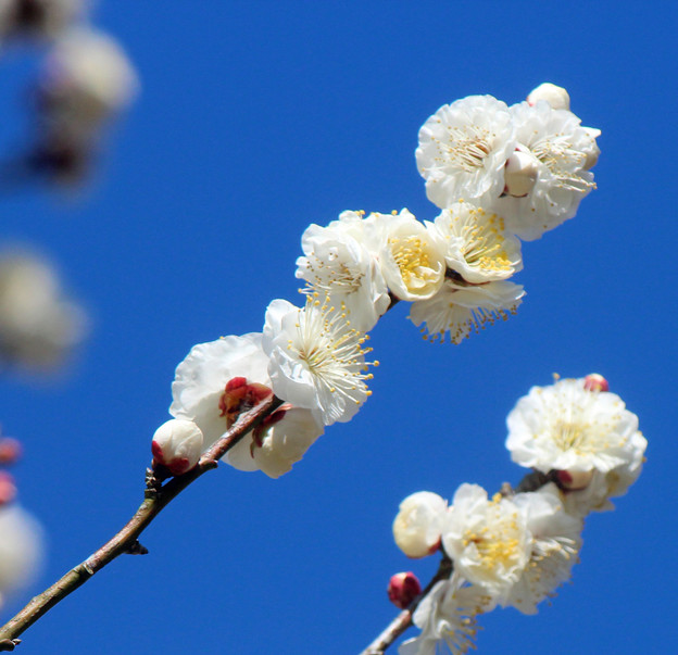 写真: 白梅の花　（３）