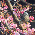 ヒヨドリさん  (3)　河津桜に　花粉つけてドヤ顔