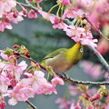 メジロさん　（１）　河津桜で蜜を吸う
