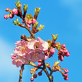 写真: 河津桜（１）　咲き始めました