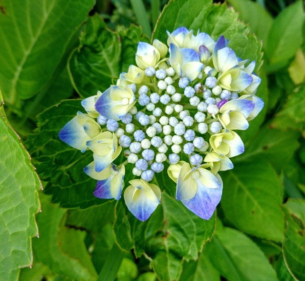 青い紫陽花　（１）