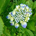 Photos: 青い紫陽花　（１）
