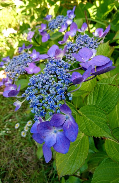 青い紫陽花　（２）