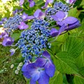 Photos: 青い紫陽花　（２）