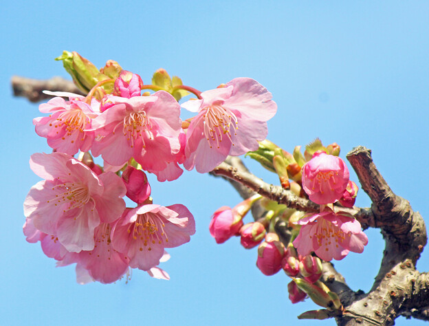 河津桜　（１）今年も