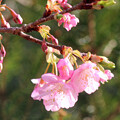 写真: 河津桜　（２）　今年も