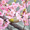 写真: メジロさん（5）　河津桜に