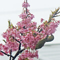 写真: メジロさんのカップル　　雨の河津桜に