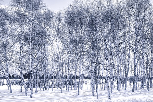 写真: モノクロームの冬景