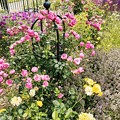 Summer of the Rose garden