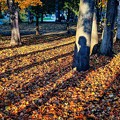 写真: fallen leaves A