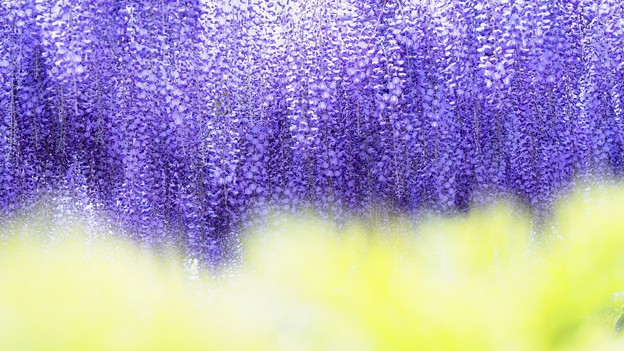 写真: purple curtain