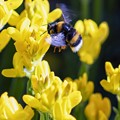 Photos: landing bee