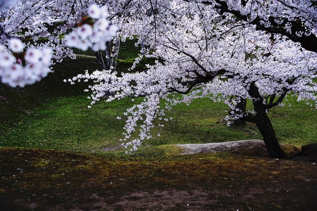 五稜郭の零れ桜