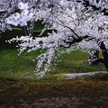 写真: 五稜郭の零れ桜