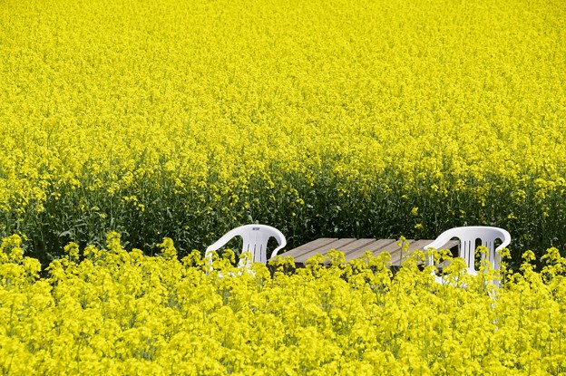 chair in canola field