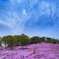 Photos: ひがしもこと芝桜公園 ＋