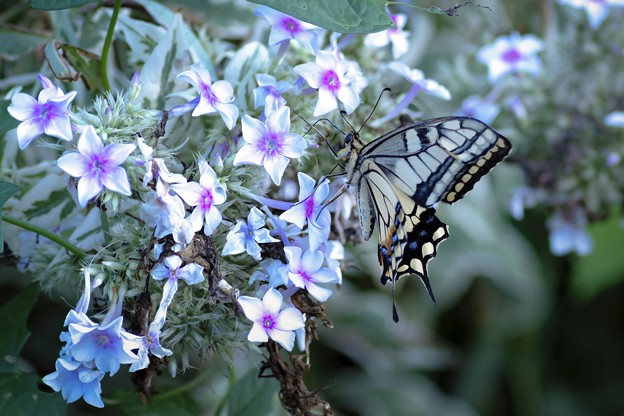Swallowtail in late summer