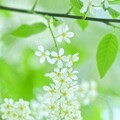 写真: 春に咲く...