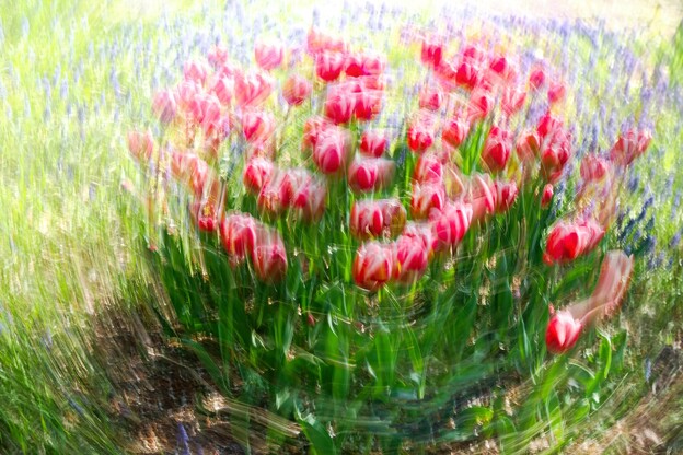 tulip go round
