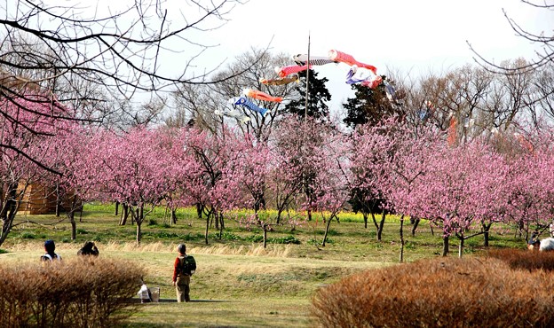 写真: 桃の花園