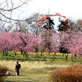 写真: 桃の花園