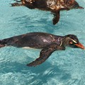 写真: 泳ぐペンギン