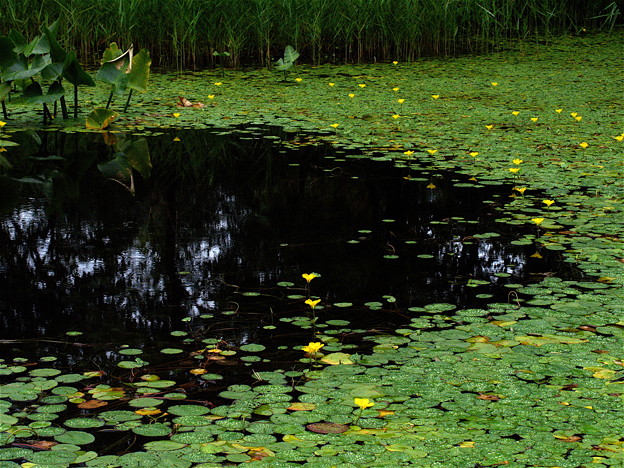 写真: アサザ咲く池