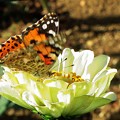 写真: 花に蝶