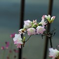 写真: 庭の花