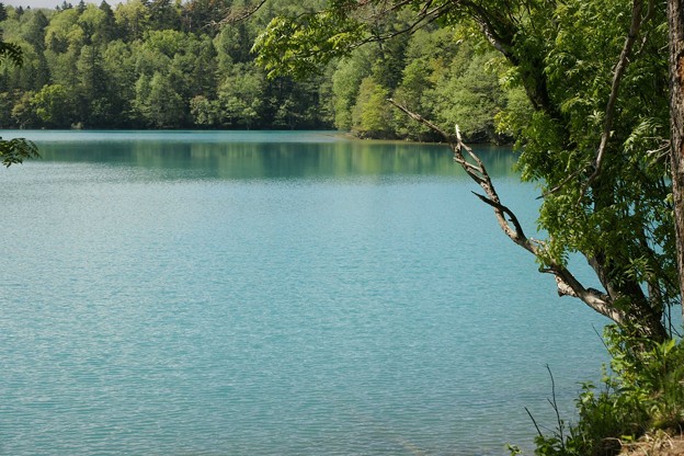 写真: 新緑の湖
