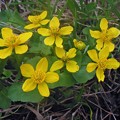 写真: 黄い花
