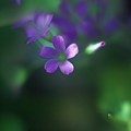 写真: 庭に咲く小さな花