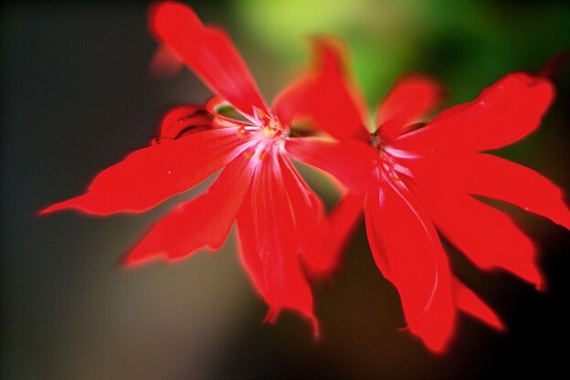 写真: 赤い花
