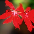 写真: 赤い花