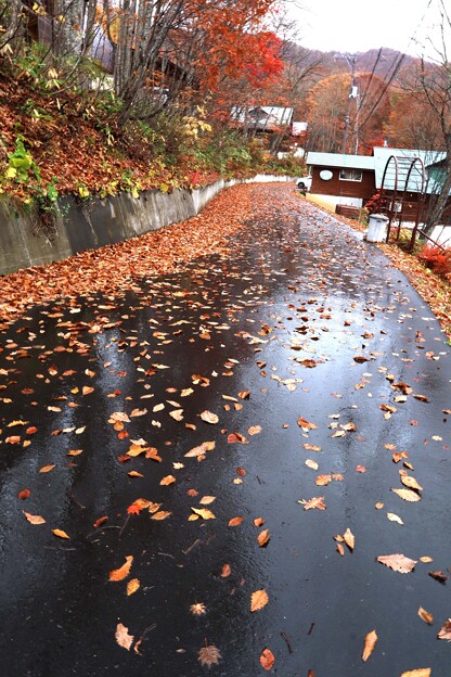 写真: 落葉の道
